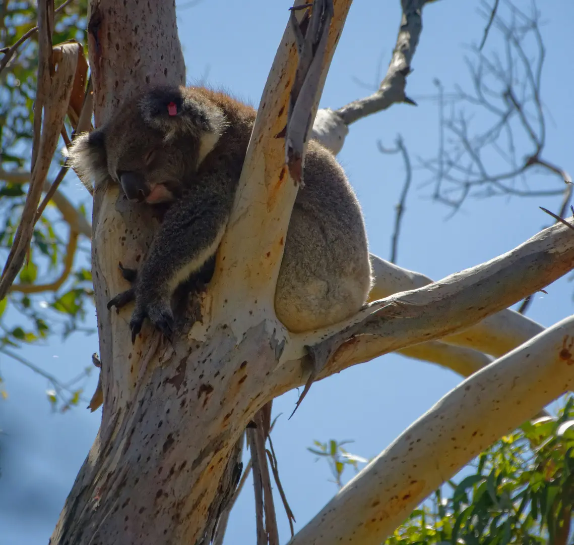  Koala at Moonlit Sanctuary 