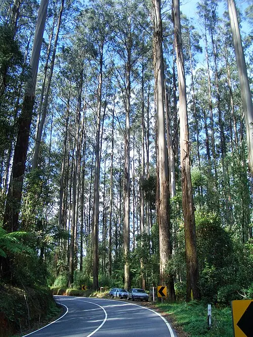Mountain ash (Eucalyptus regnans) along the Maroondah Highway on the Black Spur