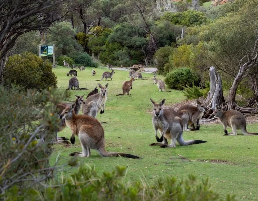 Phillip Island Wildlife Park