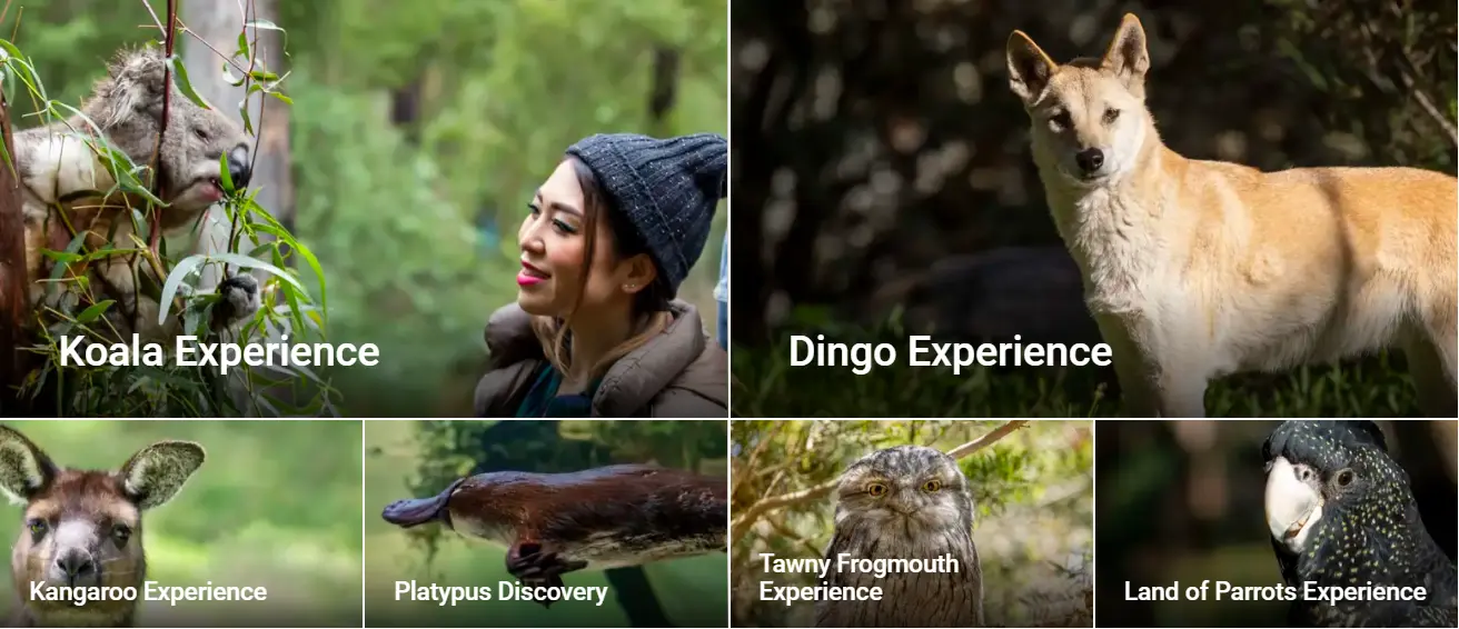 Explore a bushland haven for Australian wildlife. An Australian wildlife experience just one hour from Melbourne in the stunning Yarra Valley.