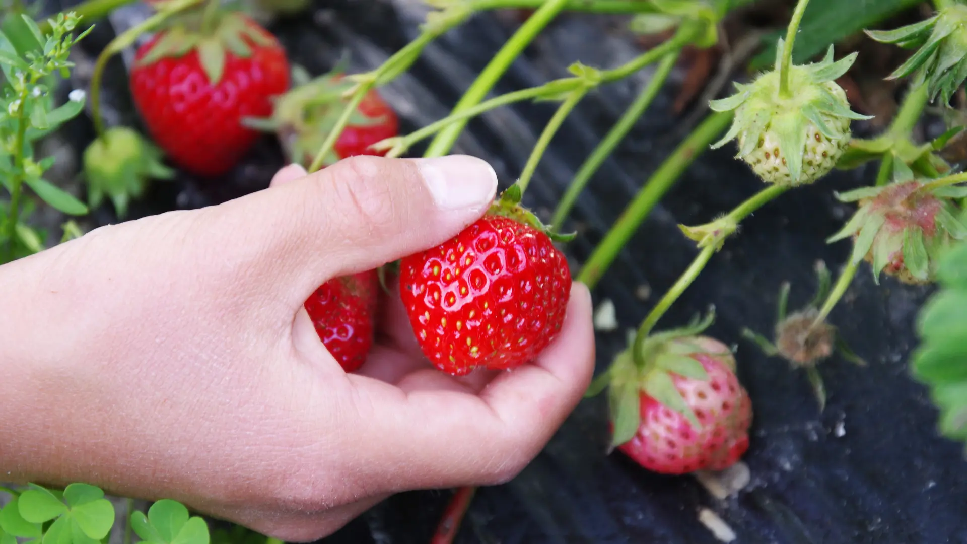 Strawberry Picking